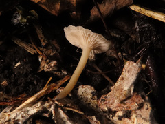 Leucocybe houghtonii