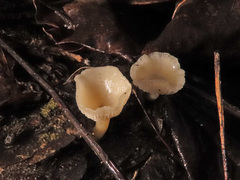 Leucocybe houghtonii