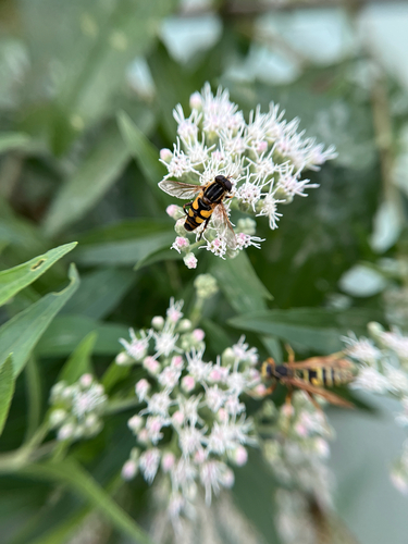 Unknown species found near Mallory Ct, Rolling Meadows, IL, US