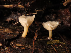 Leucocybe houghtonii