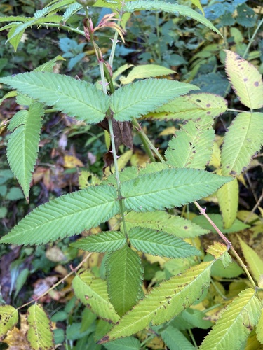Strawberry Raspberry (Rubus illecebrosus)