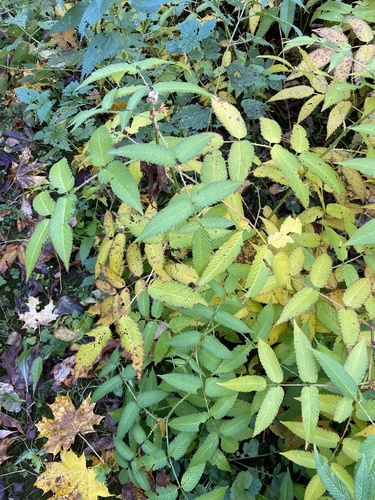 Rubus illecebrosus, photograph 2