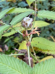 Rubus illecebrosus, photograph (c) Maria Khoreva, some rights reserved (CC BY)