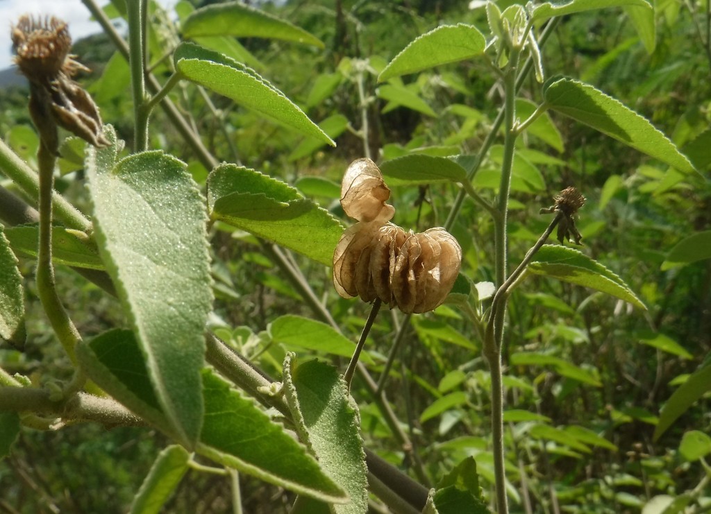 Gaya occidentalis