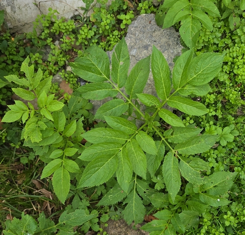 Dwarf Elder