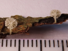 Phloeomana alba