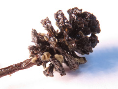 Calycellina alniella
