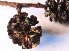 Calycellina alniella