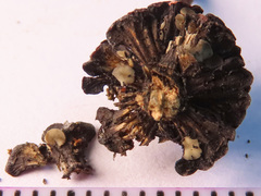 Calycellina alniella