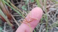 Cyperus sphaerospermus