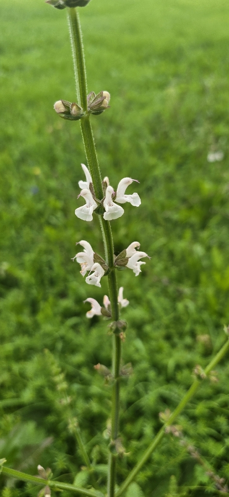 Salvia grossheimii