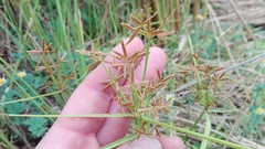 Cyperus sphaerospermus