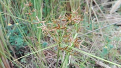 Cyperus sphaerospermus