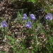 Cicer songaricum - Photo (c) Aleksandr Naumenko, algunos derechos reservados (CC BY-NC), subido por Aleksandr Naumenko