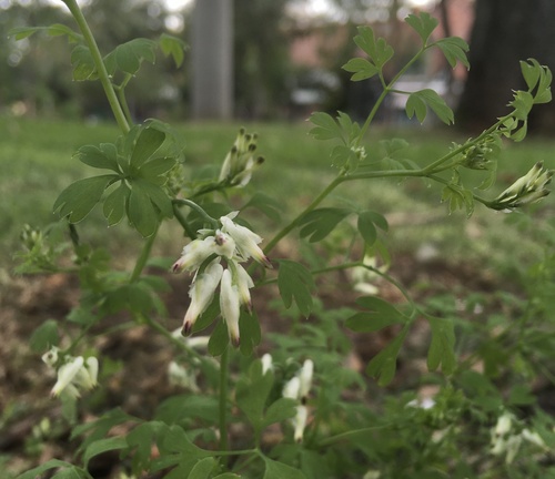 White ramping fumitory (Fumaria capreolata)