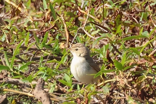 Zarcero escita (Iduna caligata)