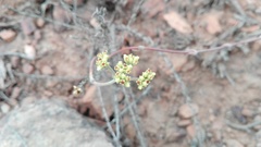 Crassula mollis