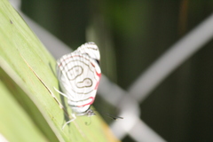Diaethria bacchis