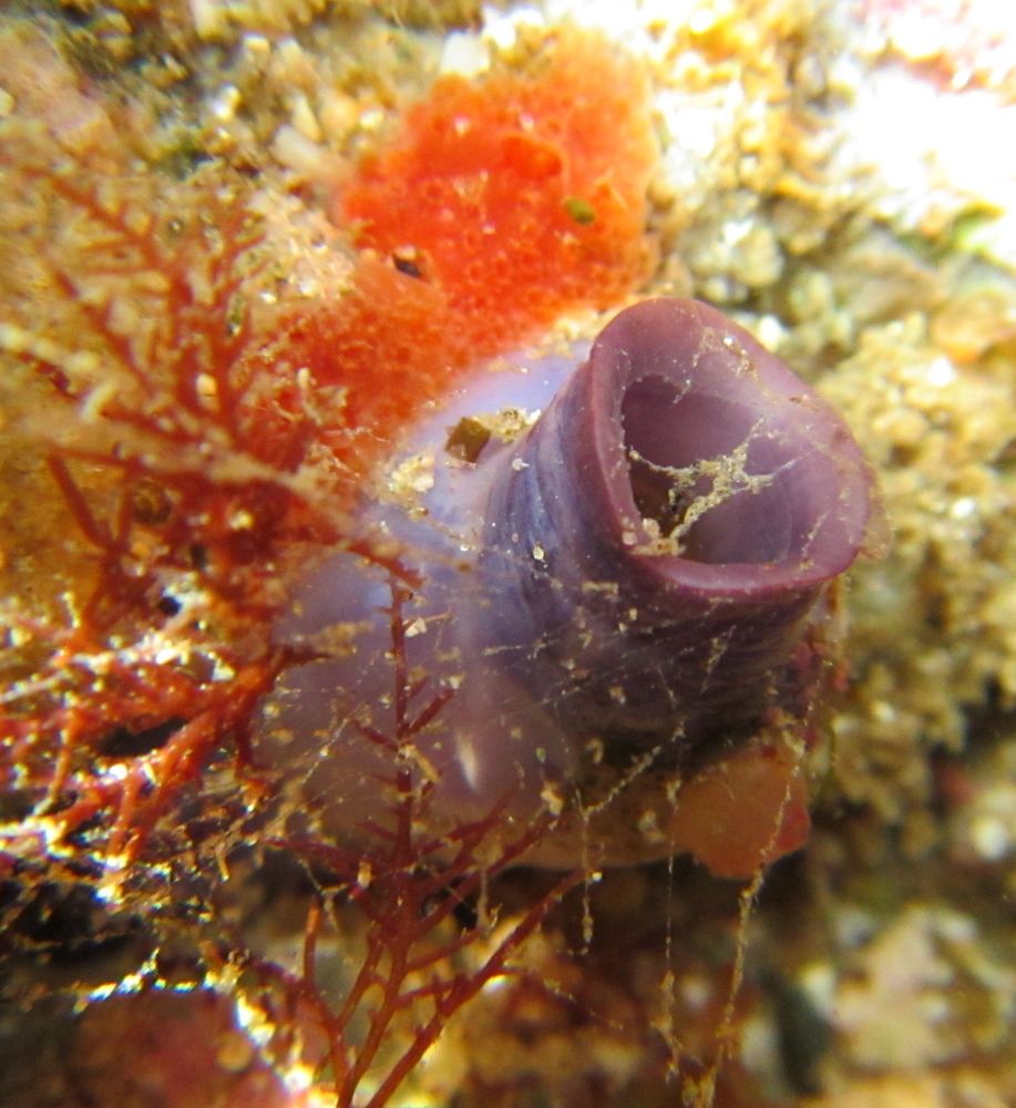 Blue Siphon Sea Squirt