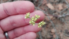 Crassula mollis