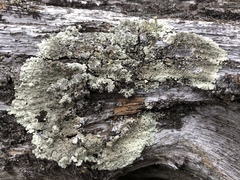 Arctoparmelia centrifuga