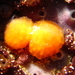 Pseudodistoma novaezelandiae - Photo (c) tangatawhenua, algunos derechos reservados (CC BY-NC), subido por tangatawhenua