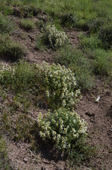 Dracocephalum nodulosum