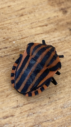 Graphosoma italicum italicum