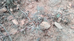 Crassula mollis