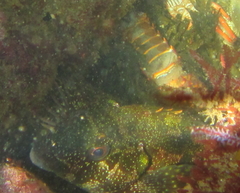 Chironemus marmoratus