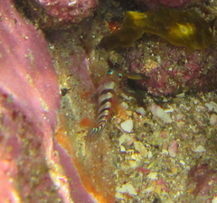 Notoclinops segmentatus