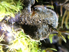 Peltigera lepidophora