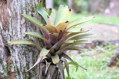 Vriesea bituminosa