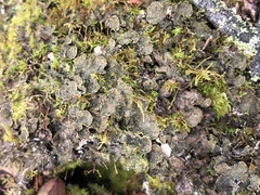 Peltigera lepidophora