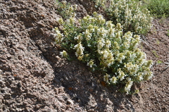 Dracocephalum nodulosum