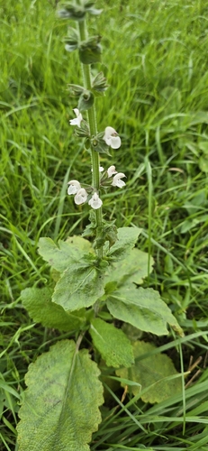 Salvia grossheimii