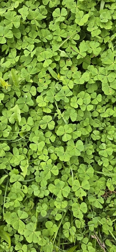 Spotted medick