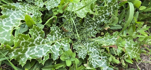 milk thistle