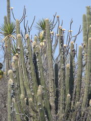 Cephalocereus fulviceps