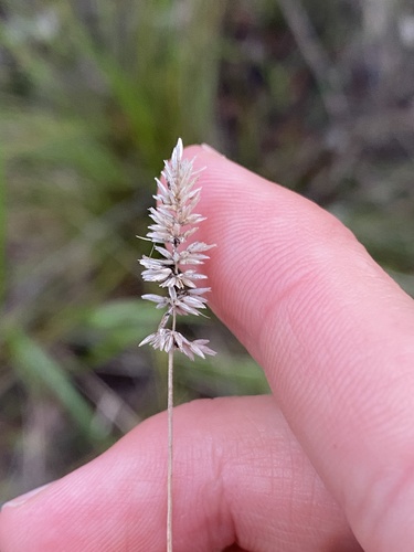 Echinopogon ovatus observed 2025-08-30