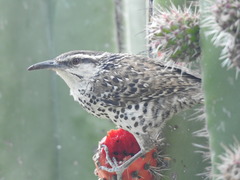 Campylorhynchus jocosus