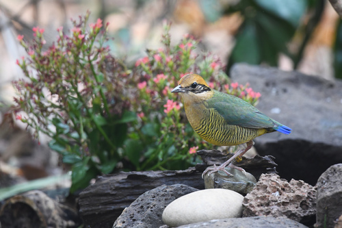 Bar-bellied Pitta (Hydrornis elliotii), photo 7