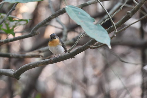 Indochinese Blue Flycatcher (Cyornis sumatrensis), photo 9
