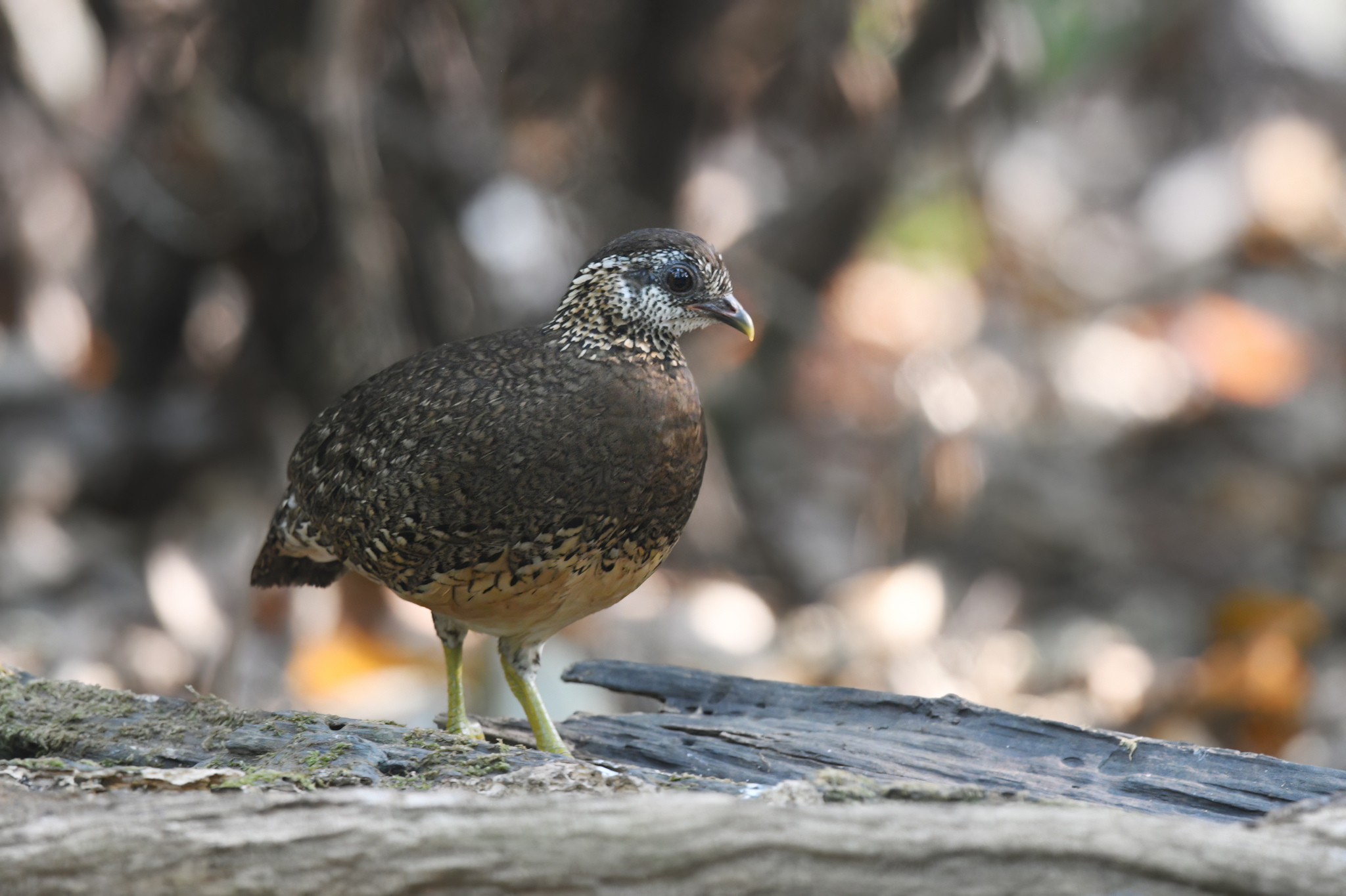 Green-legged Partridge