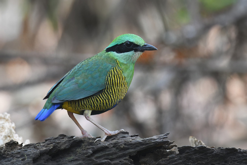 Bar-bellied Pitta (Hydrornis elliotii), photo 10