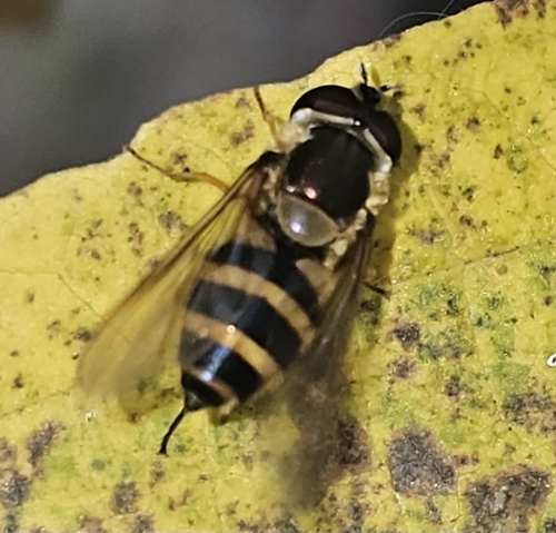 Unknown species found near Fairview Township, PA, USA