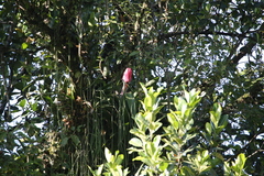 Quesnelia quesneliana