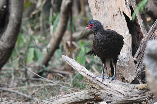 Germain's Peacock-Pheasant (Polyplectron germaini), photo 9
