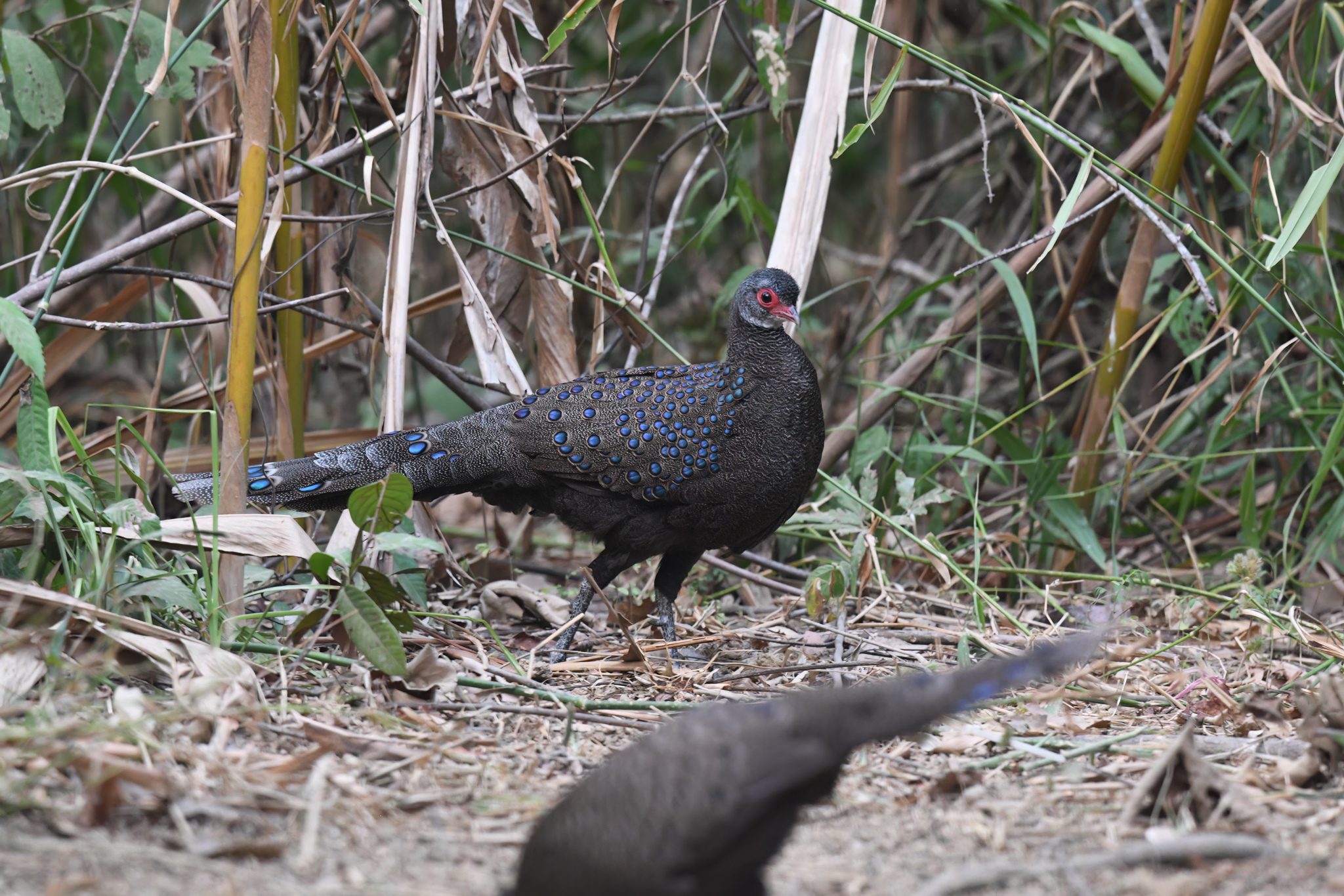 Germain's Peacock-Pheasant
