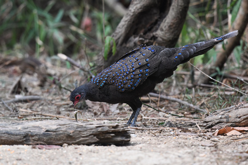 Germain's Peacock-Pheasant (Polyplectron germaini), photo 6